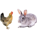 適合鴿子、禽類